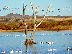 Bosque del Apache
